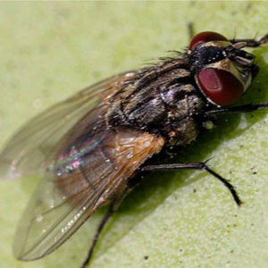 FLY CONTROL