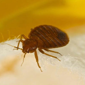 Bed Bug Management Services