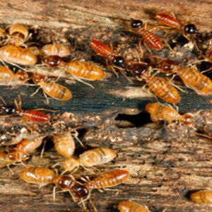 Termite Management Services