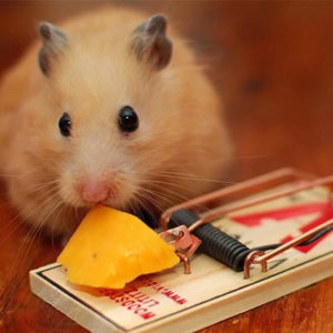 Rodent Management Services