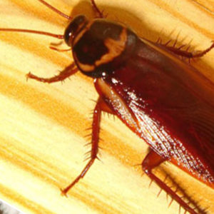 COCKROACH CONTROL