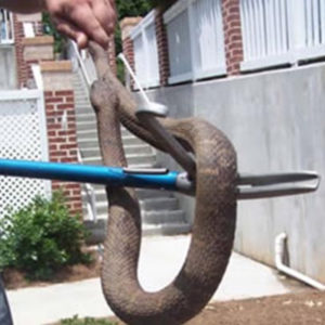 SNAKE PREVENTION TREATMENT