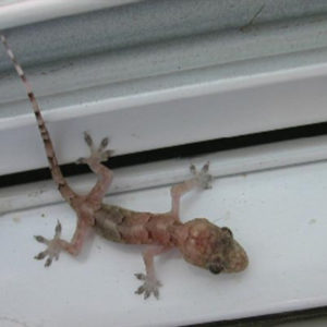 LIZARD CONTROL