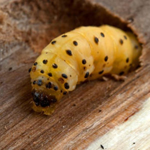 Wood Borer Management Services